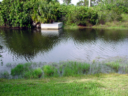 pond algae, bioremediation